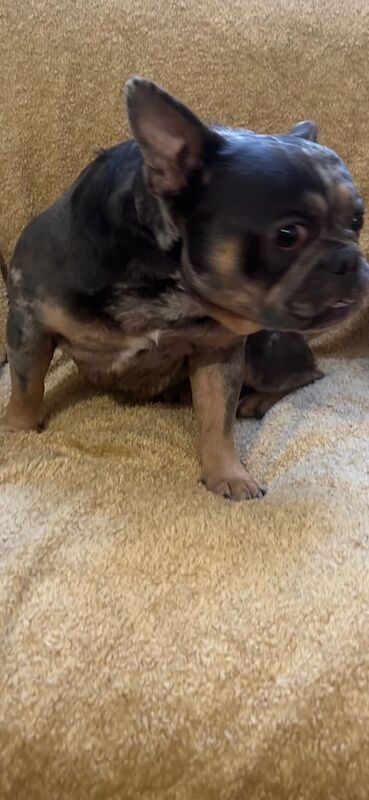 Lilac Tri Mearl French Bulldog - Image 5 of 5