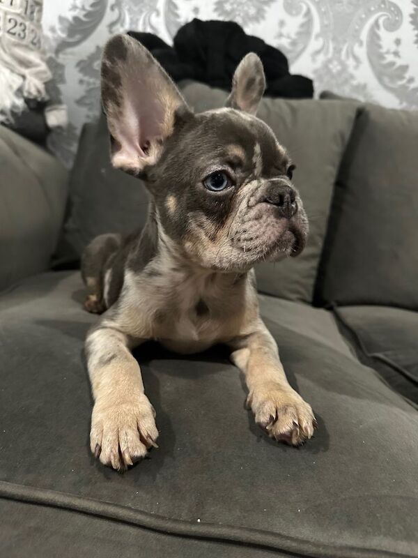 French Bulldog puppies for sale in Cheltenham, Gloucestershire – 3 months old