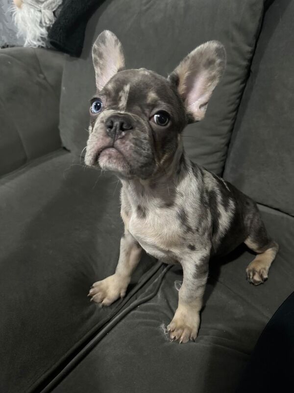 French Bulldog puppies for sale in Cheltenham, Gloucestershire – 3 months old - Image 2 of 5