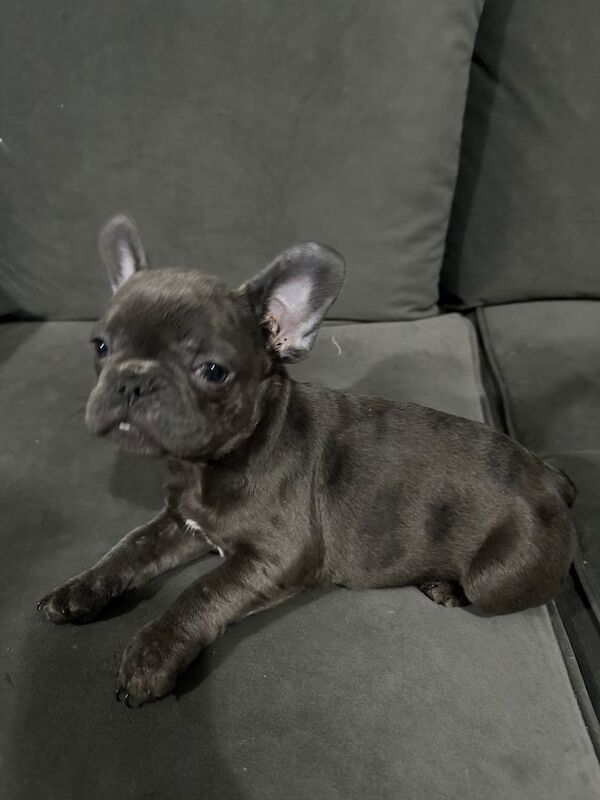 French Bulldog puppies for sale in Cheltenham, Gloucestershire – 3 months old - Image 4 of 5