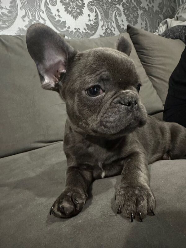 French Bulldog puppies for sale in Cheltenham, Gloucestershire – 3 months old - Image 5 of 5