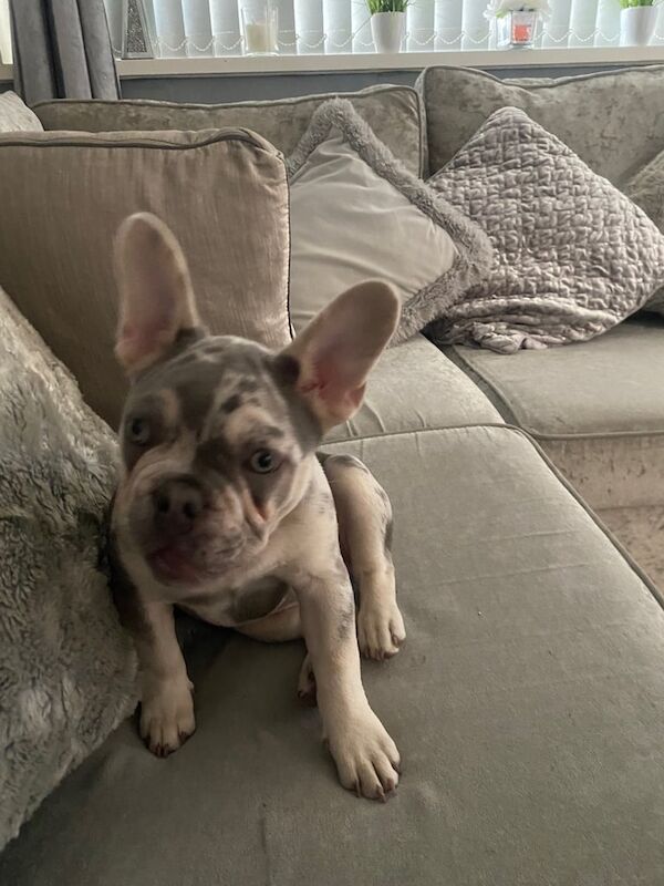 Little French bull dog 14 weeks old for sale in West Heath, West Midlands