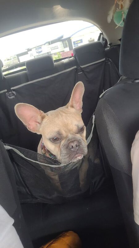French Bulldog puppies for sale in Gloucester, Gloucestershire – 9 months old