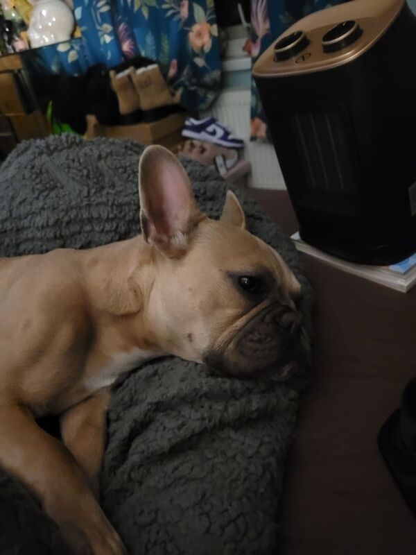 French Bulldog puppies for sale in Gloucester, Gloucestershire – 9 months old - Image 2 of 3