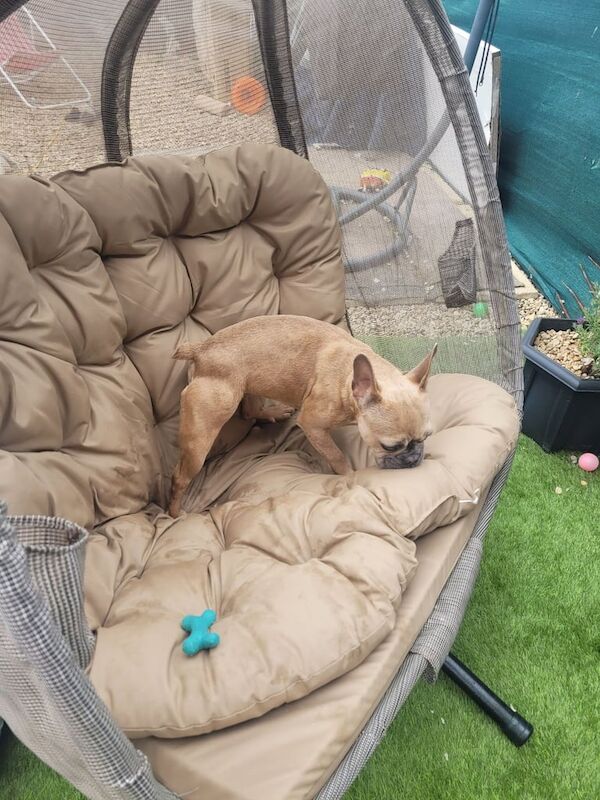 French Bulldog puppies for sale in Gloucester, Gloucestershire – 9 months old - Image 3 of 3