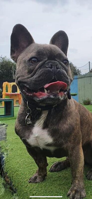French Bulldog puppies wanted in Carmarthenshire – KC registered, 11 months old
