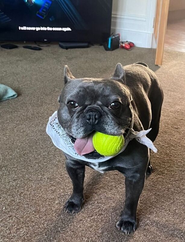 Lovable Frenchie needs his forever home! - Image 3 of 4