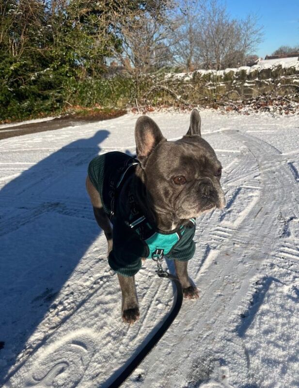 Lovable Frenchie needs his forever home! - Image 4 of 4