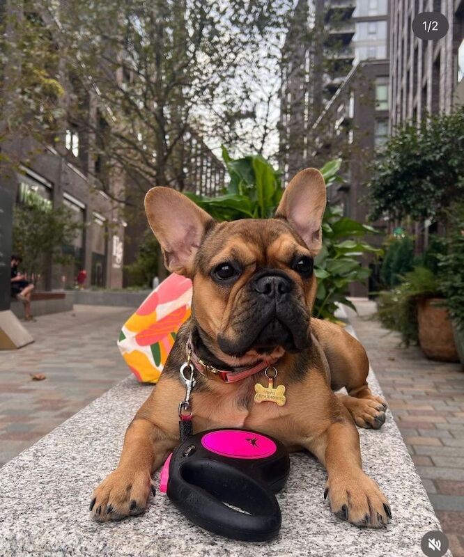 French Bulldog puppies for sale in Vauxhall, Greater London – 2 years old