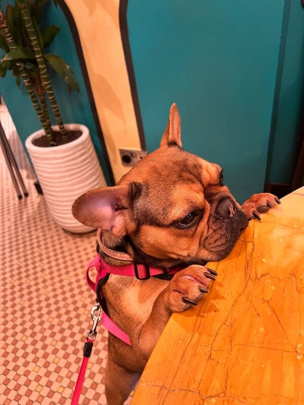 Lovely coloured french bulldog looking for a new home - Image 2 of 6