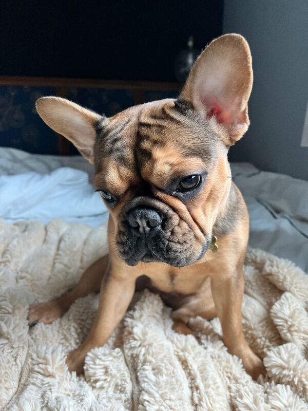 Lovely coloured french bulldog looking for a new home - Image 3 of 6