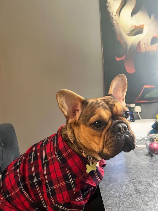 Lovely coloured french bulldog looking for a new home - Image 4 of 6