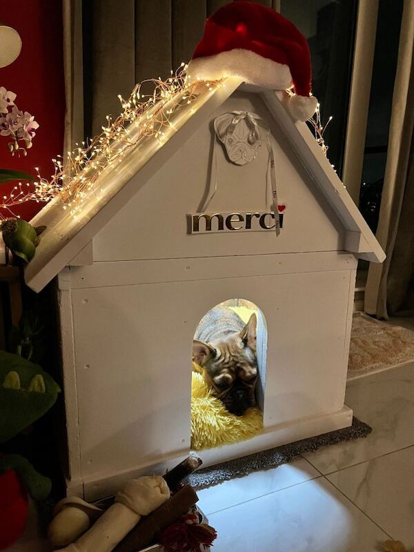 Lovely coloured french bulldog looking for a new home - Image 5 of 6