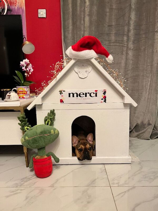 Lovely coloured french bulldog looking for a new home - Image 6 of 6