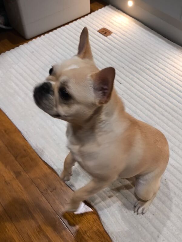 French Bulldog puppies for sale in Faversham, Kent – 7 months old