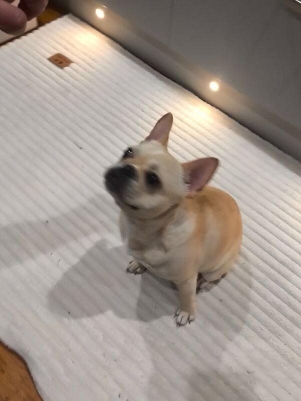 French Bulldog puppies for sale in Faversham, Kent – 8 months old - Image 3 of 8