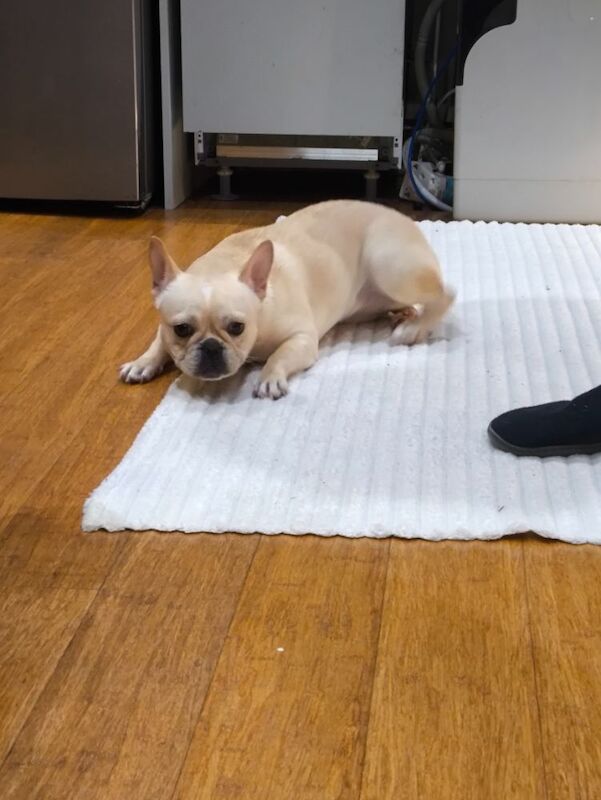 French Bulldog puppies for sale in Faversham, Kent – 8 months old - Image 4 of 8