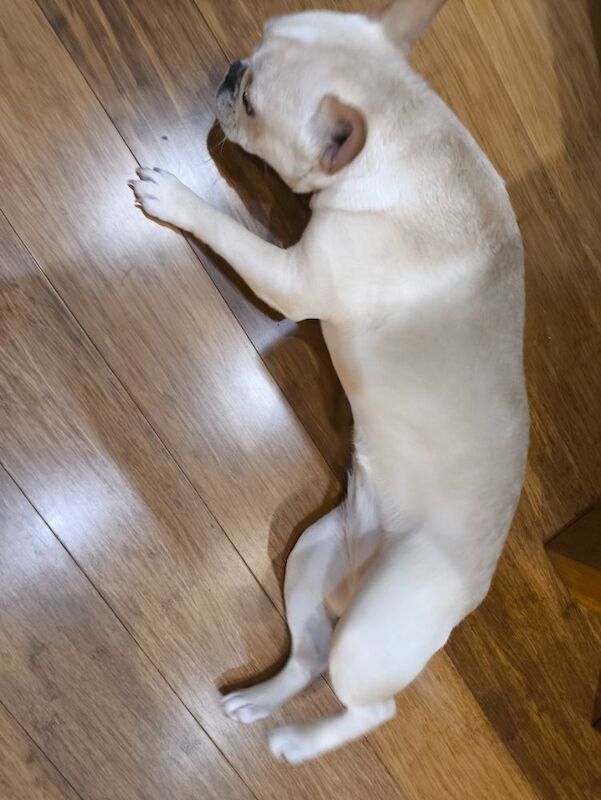 French Bulldog puppies for sale in Faversham, Kent – 8 months old - Image 6 of 8