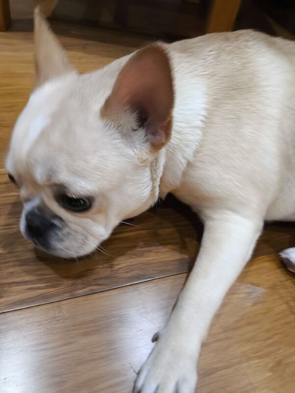 French Bulldog puppies for sale in Faversham, Kent – 8 months old - Image 7 of 8