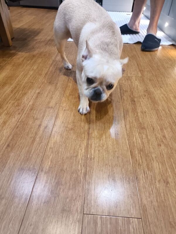 French Bulldog puppies for sale in Faversham, Kent – 8 months old - Image 8 of 8