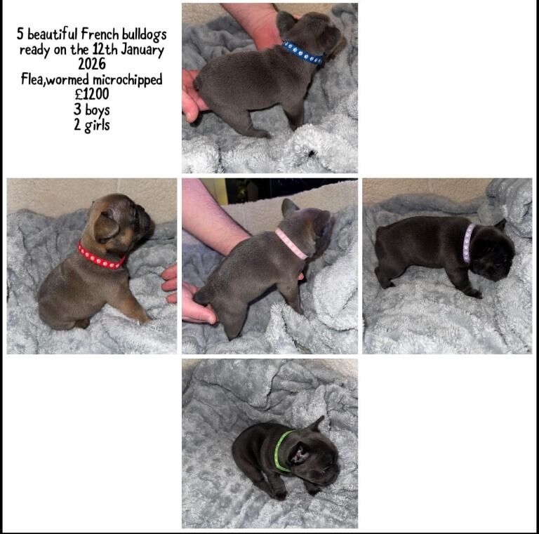 French Bulldog puppies for sale in Knowle, Bristol – KC registered, 5 weeks old