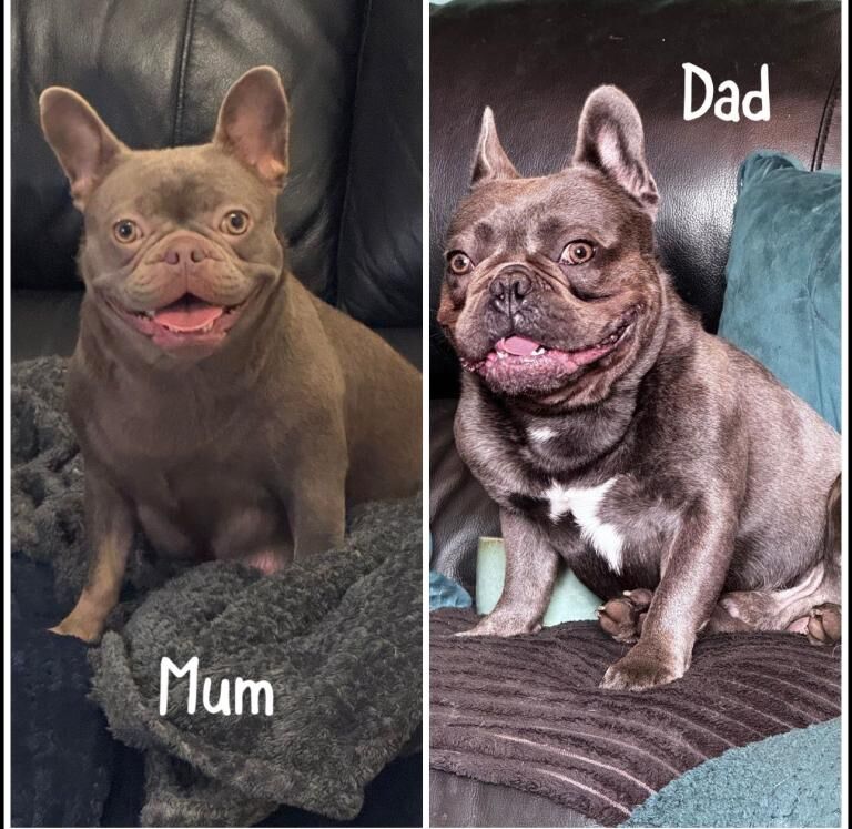 French Bulldog puppies for sale in Knowle, Bristol – KC registered, 5 weeks old - Image 2 of 3