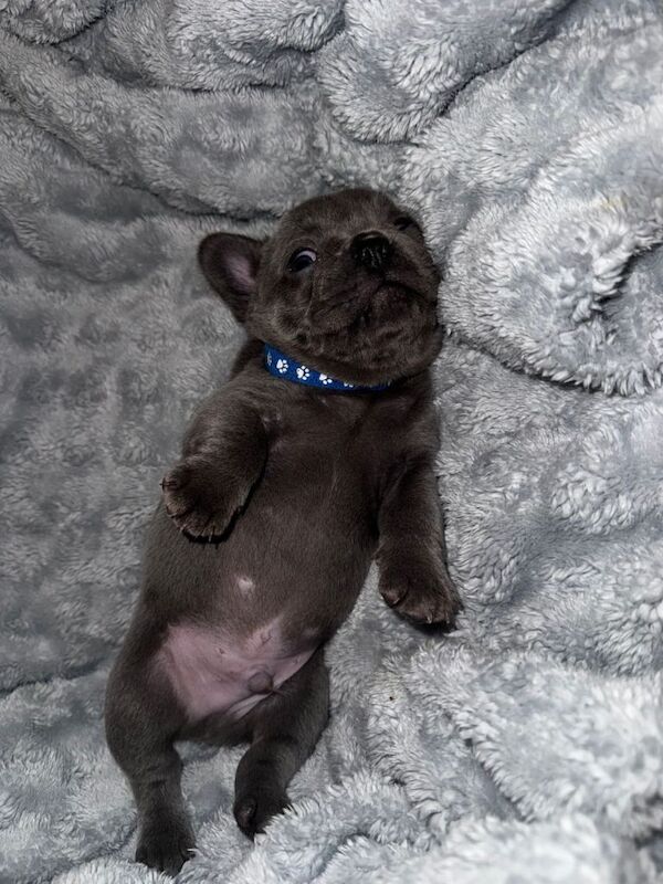 French Bulldog puppies for sale in Knowle, Bristol – KC registered, 5 weeks old - Image 3 of 3