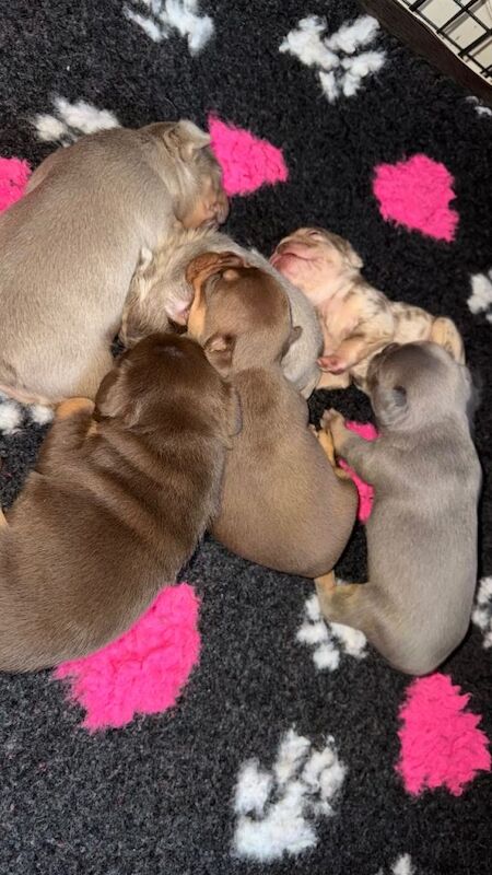 French Bulldog puppies for sale in Basildon, Essex – KC registered, 3 weeks old