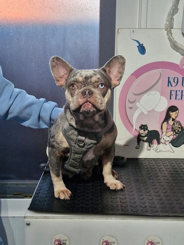 French Bulldog puppies for sale in Basildon, Essex – KC registered, 3 weeks old - Image 2 of 4