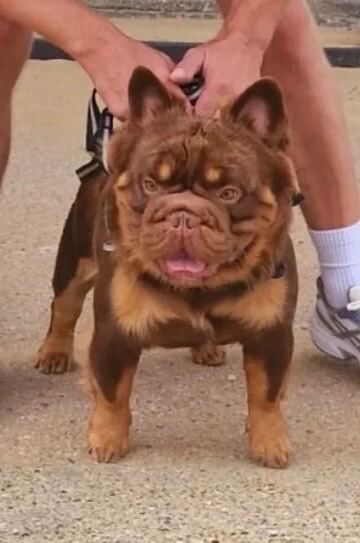 French Bulldog puppies for sale in Basildon, Essex – KC registered, 3 weeks old - Image 3 of 4