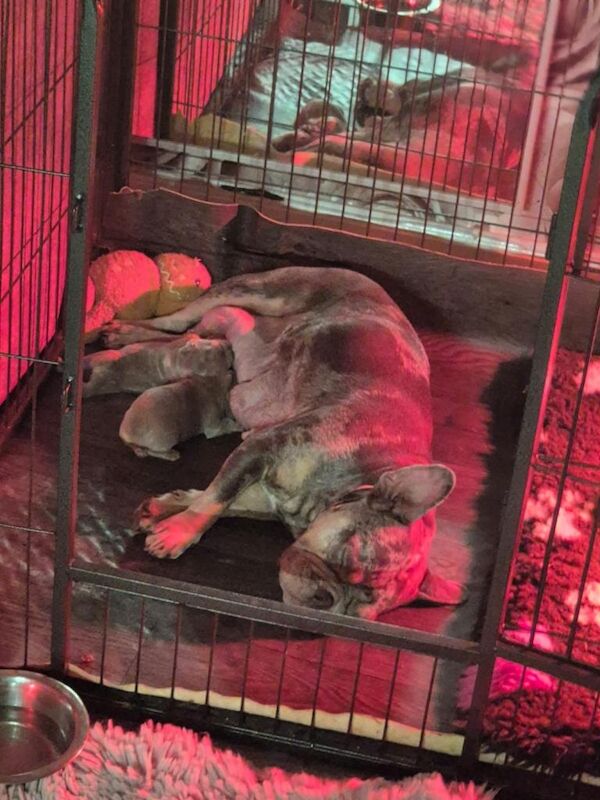 French Bulldog puppies for sale in Basildon, Essex – KC registered, 3 weeks old - Image 4 of 4