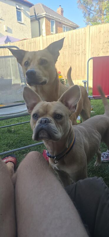 Make frenchie X staffy
