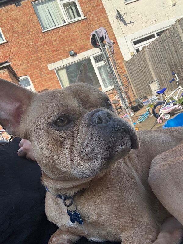Make frenchie X staffy - Image 2 of 3