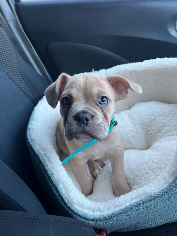 Make frenchie X staffy - Image 3 of 3