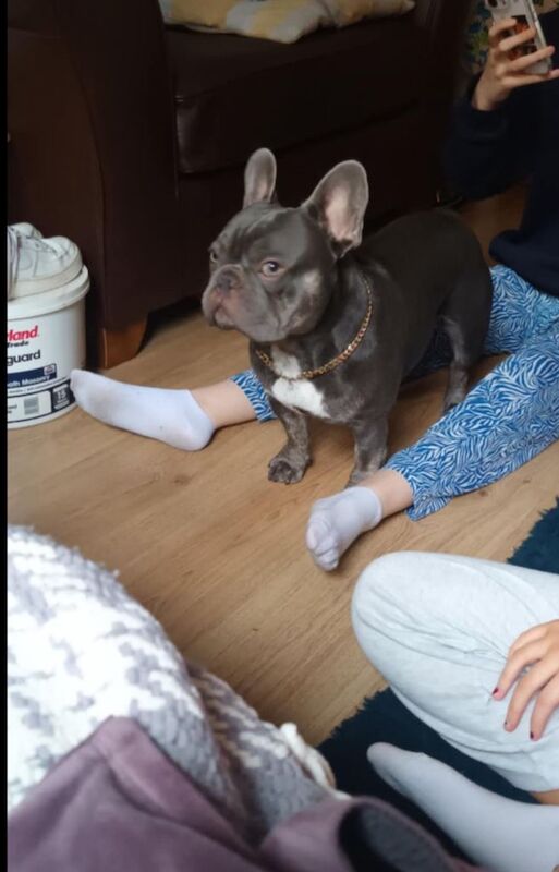 Male 2 year old blue French bulldog - Image 2 of 3