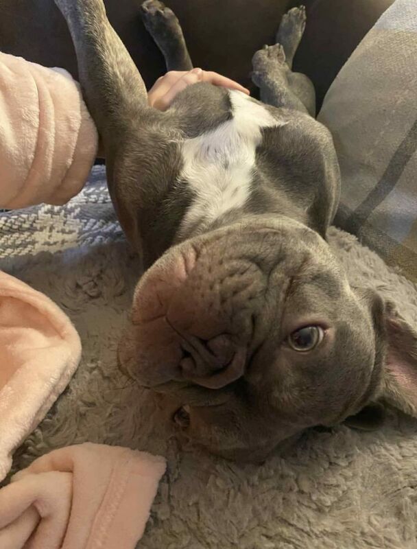 Male 2 year old blue French bulldog - Image 3 of 3