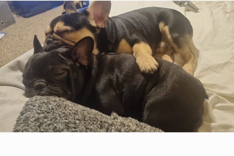 Male and female french bulldogs for sale in Derby, Derbyshire