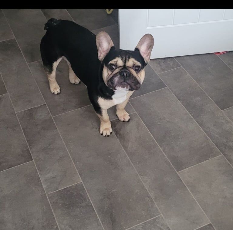 Male and female french bulldogs for sale in Derby, Derbyshire | Image 2