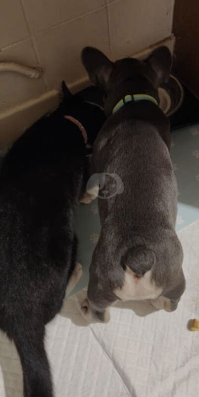 Male Blue and Tan Frenchie for sale in Alfreton, Derbyshire | Image 2