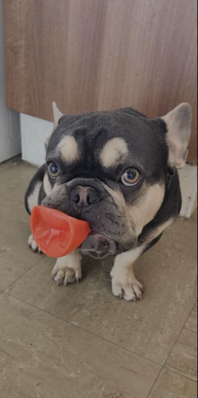 Male Blue and Tan Frenchie for sale in Alfreton, Derbyshire | Image 3
