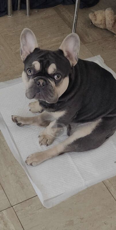 Male Blue and Tan Frenchie for sale in Alfreton, Derbyshire | Image 4