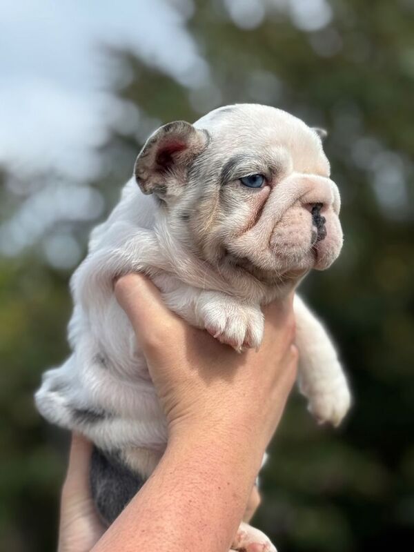 French Bulldog puppies for sale in Melton Mowbray, Leicestershire – KC registered, 7 months old - Image 2 of 3