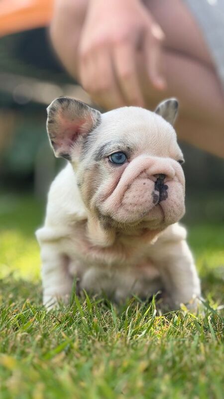 French Bulldog puppies for sale in Melton Mowbray, Leicestershire – KC registered, 7 months old - Image 3 of 3