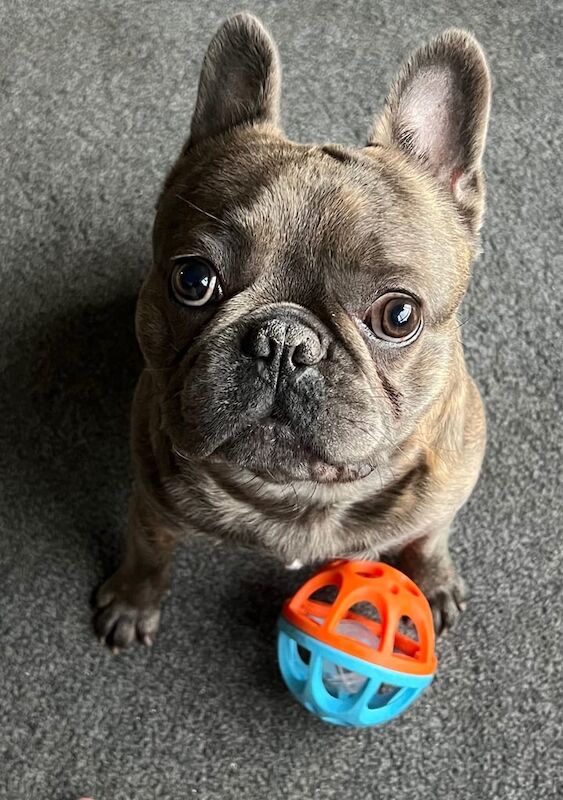Male Brindle French Bulldog for sale in Rothwell, West Yorkshire