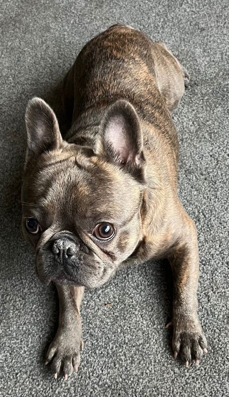 Male Brindle French Bulldog for sale in Rothwell, West Yorkshire - Image 2