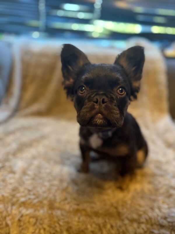 Male fluffy French bulldog