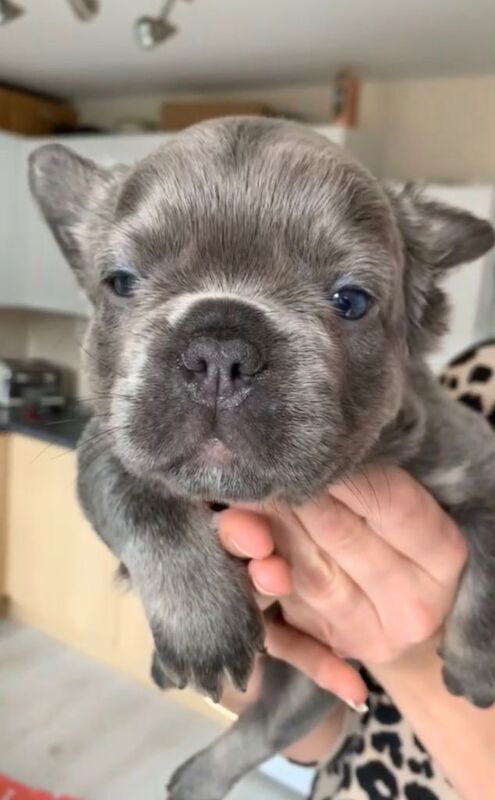 male fluffy frenchy
