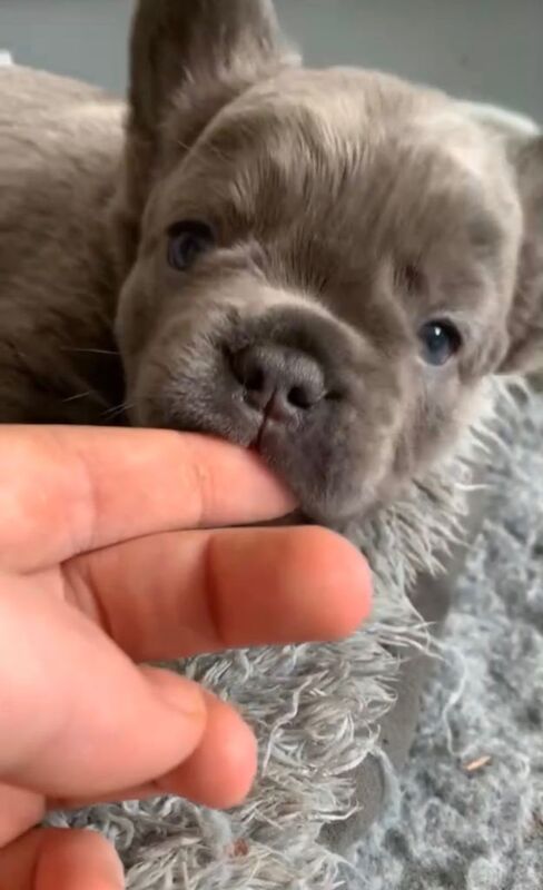 male fluffy frenchy - Image 2 of 3