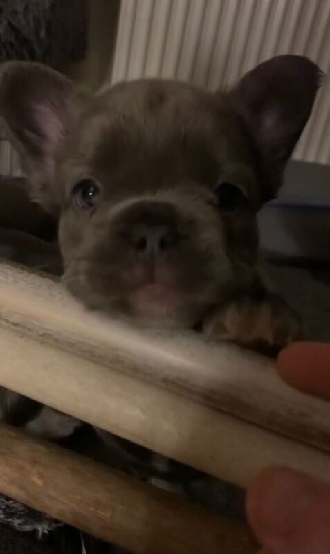 male fluffy frenchy - Image 3 of 3