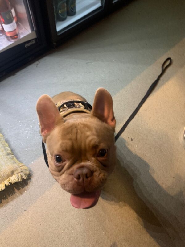 French Bulldog puppies for sale in Rosyth, Fife – KC registered, 1 year old